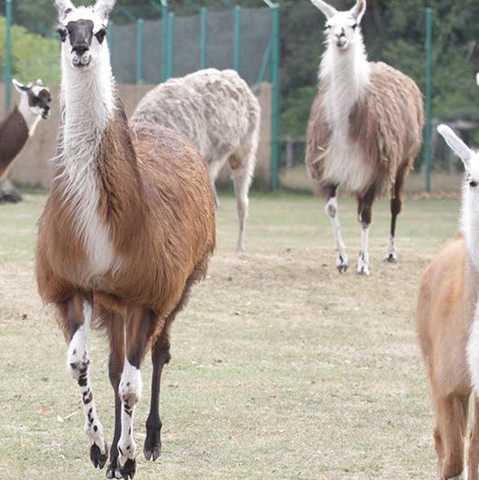 Schöne Lamas  - (Tiere, lama)
