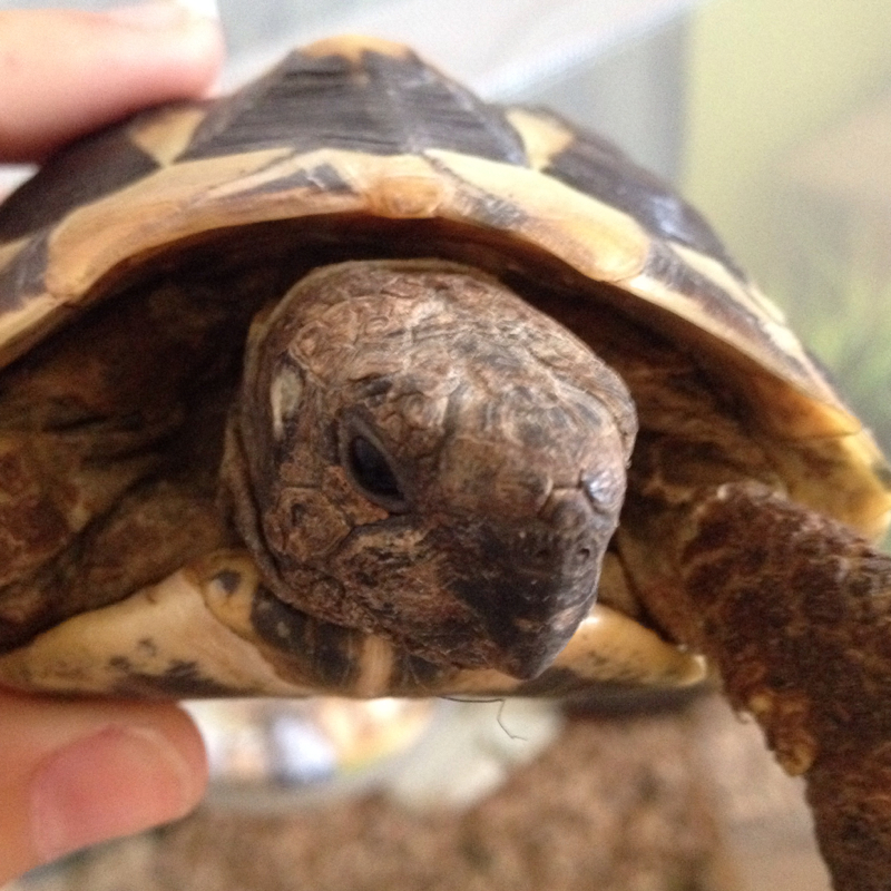 Landschildkrotenfrage Landschildkroten Schnabel