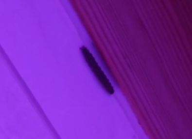 Lange Käfer in meinem Zimmer?