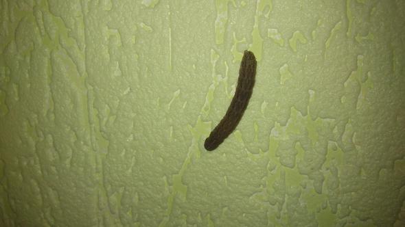 Langer Dunkler Wurm Im Haus Gefunden Was Konnte Es Sein Raupe Langer Dunkler Wurm Im Haus Gefunden Was Konnte Es Sein Raupe