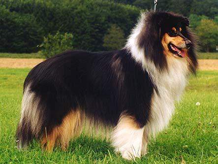 Langhaar Collies (Hund, Welpen)