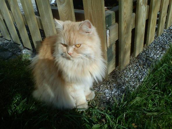 Langhaar Perserkatze Ein Stuck Das Fell Abschneiden Katze