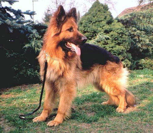 Langhaar Schaferhunde Zuchtmoglich Hund Schaferhund