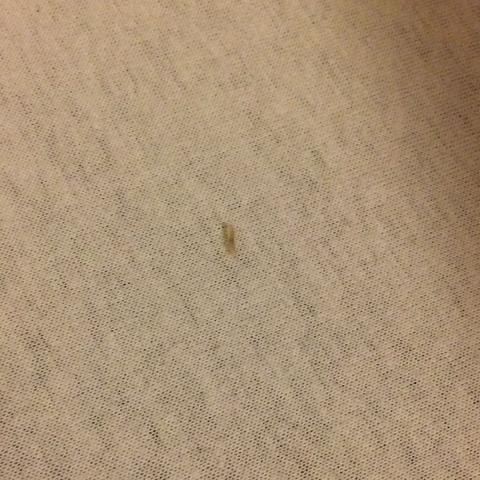 Larve Im Bett Was Tun Insekten Losung Wurmer