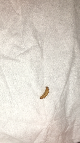 Larve Unter Der Matratze Insekten Bett Larven