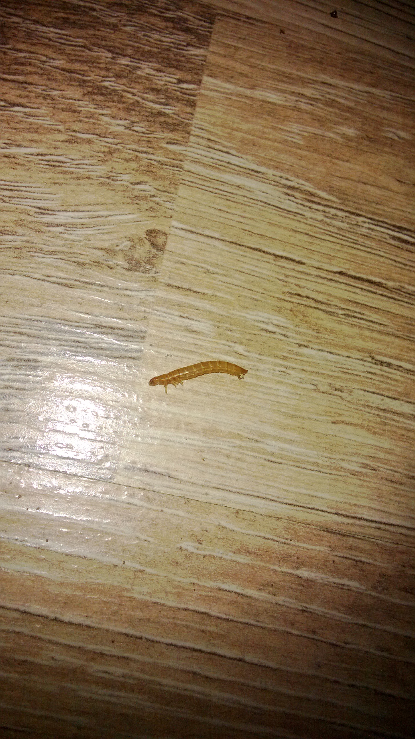 Larve/Made/Raupe im Schlafzimmer?! (kein Teppichkäfer