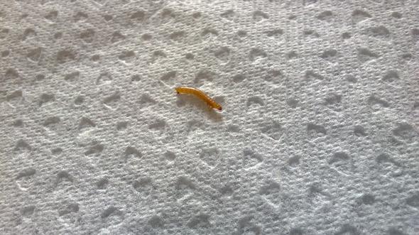 Larve Made Raupe Im Schlafzimmer Kein Teppichkafer Insekten