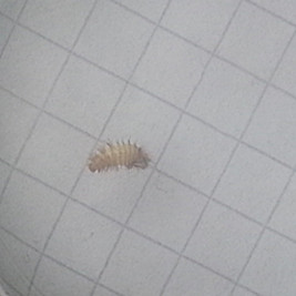 Larven an der Wand! (Freizeit, Speckkäfer, teppichkaefer)