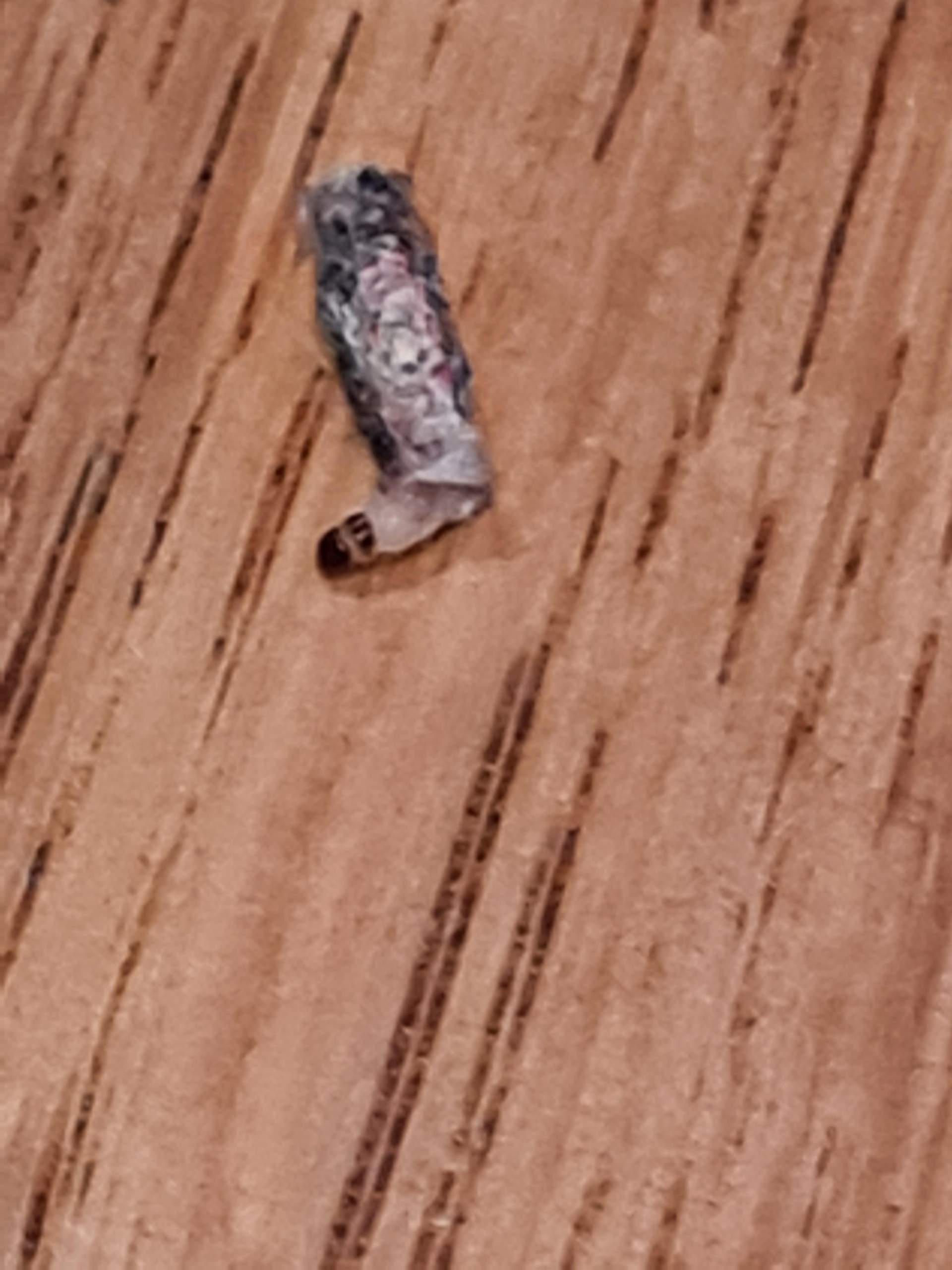 Larven in der Küche hängen an Fäden.? (Ungeziefer, Insektenbestimmung ...