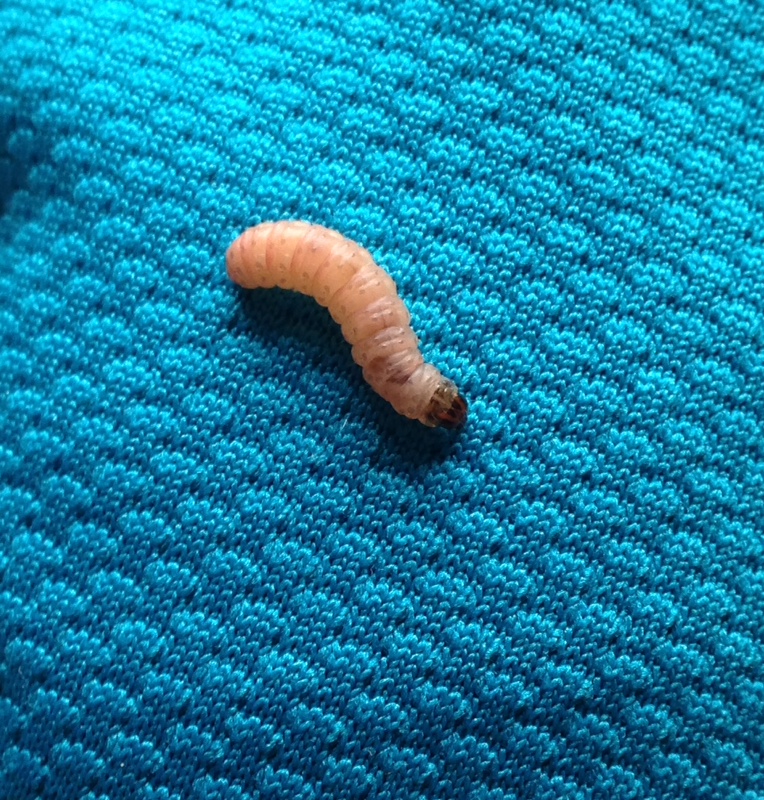 Larven? Maden? Was ist das und woher kommt es? (Freizeit, Schädlinge)