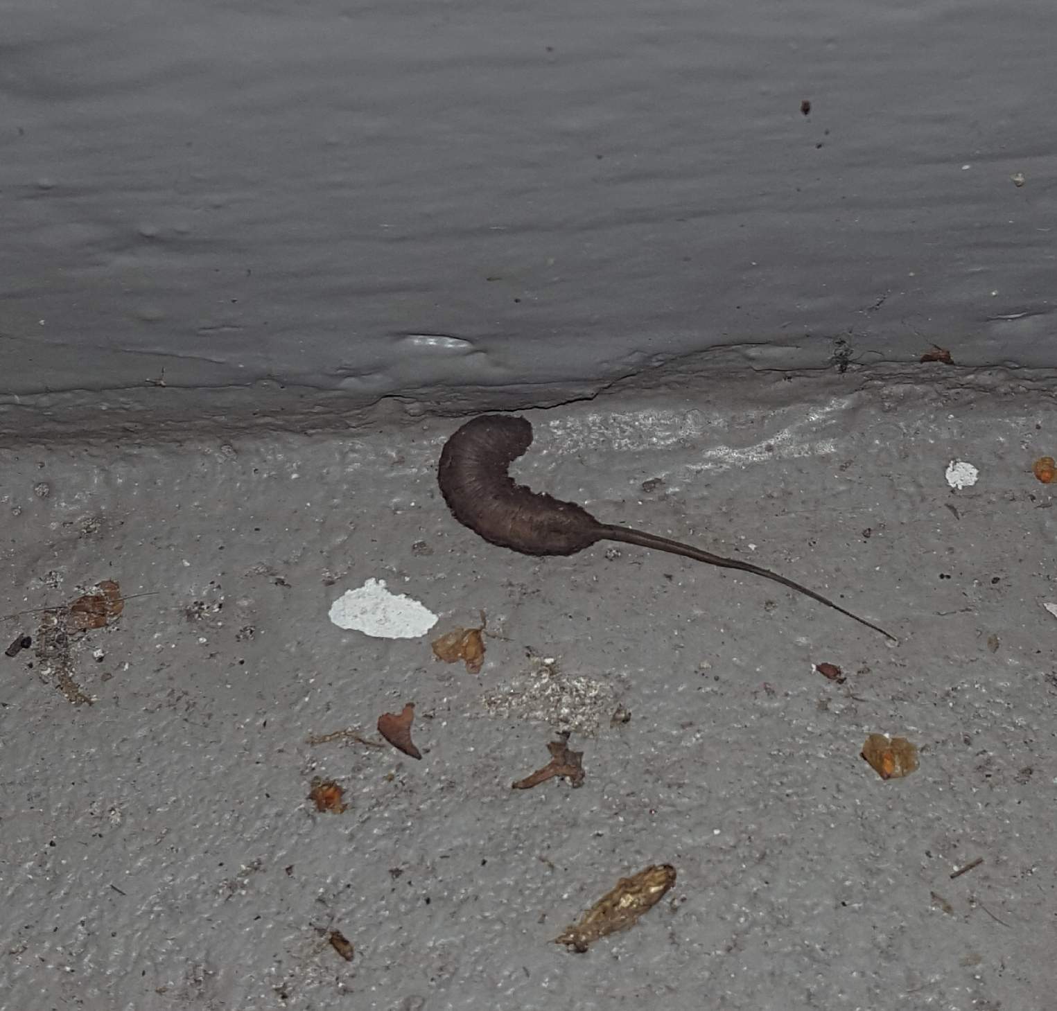 Larvenähnliche Viecher im Keller, was ist das? (Larven, Krabbeltiere)