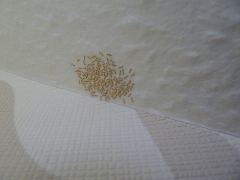 Larven.....oder Puppen... Was steckt dahinter... -oder drin... (Tiere)