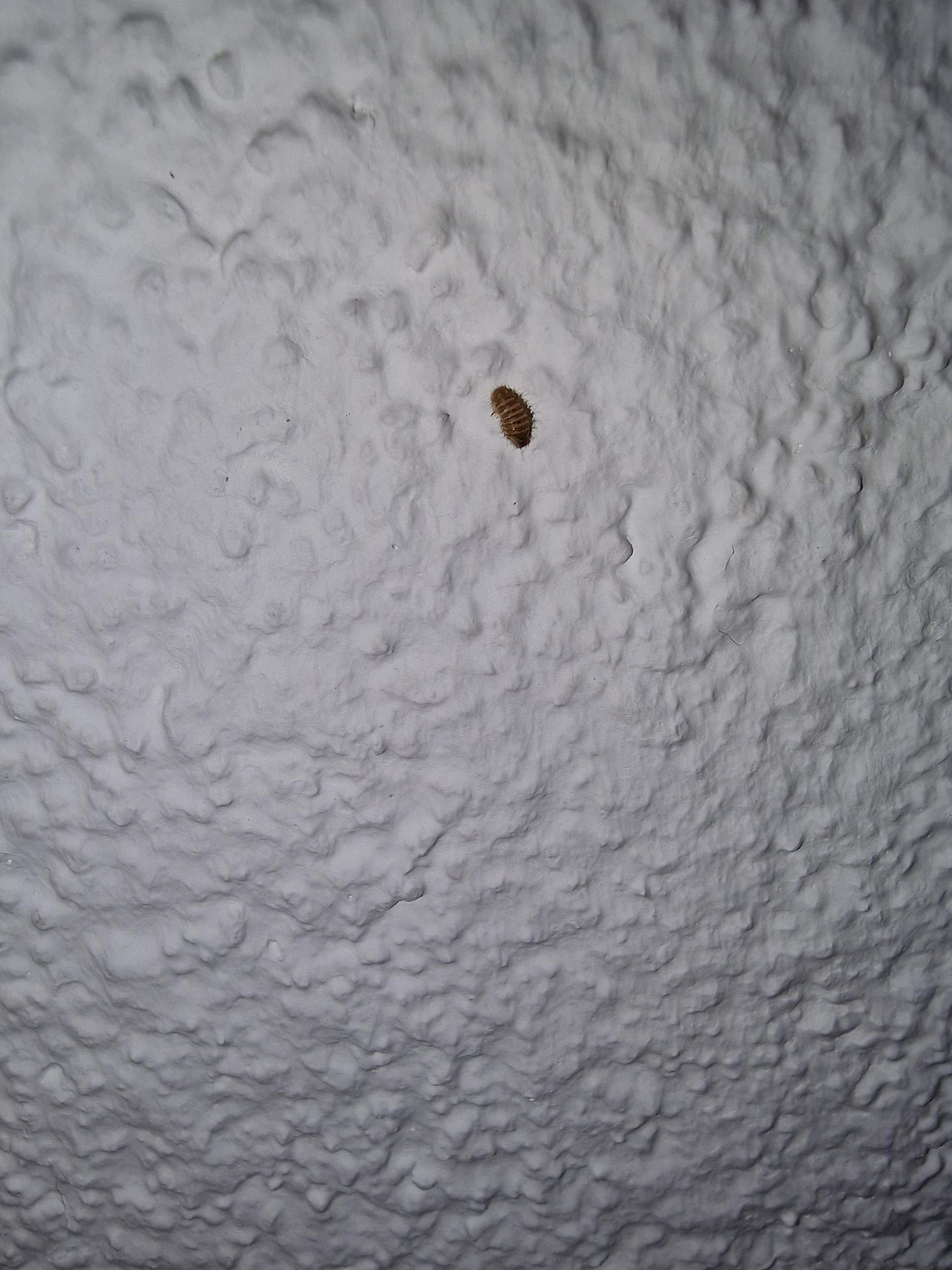 Larve/Wurm an der Wand? (Schädlinge, Würmer, Ekel)