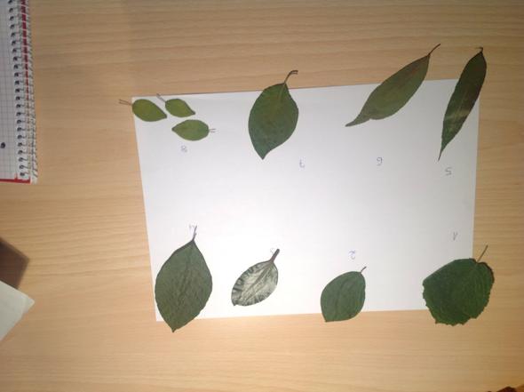 Laubbaum Blatter Bestimmen Wer Kann Mir Bei Diesen Blattern Behilflich Sein Bio Blatt