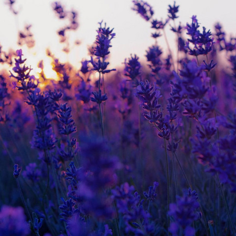 Lavendel - (Gesundheit, Pflanzen, Blumen)