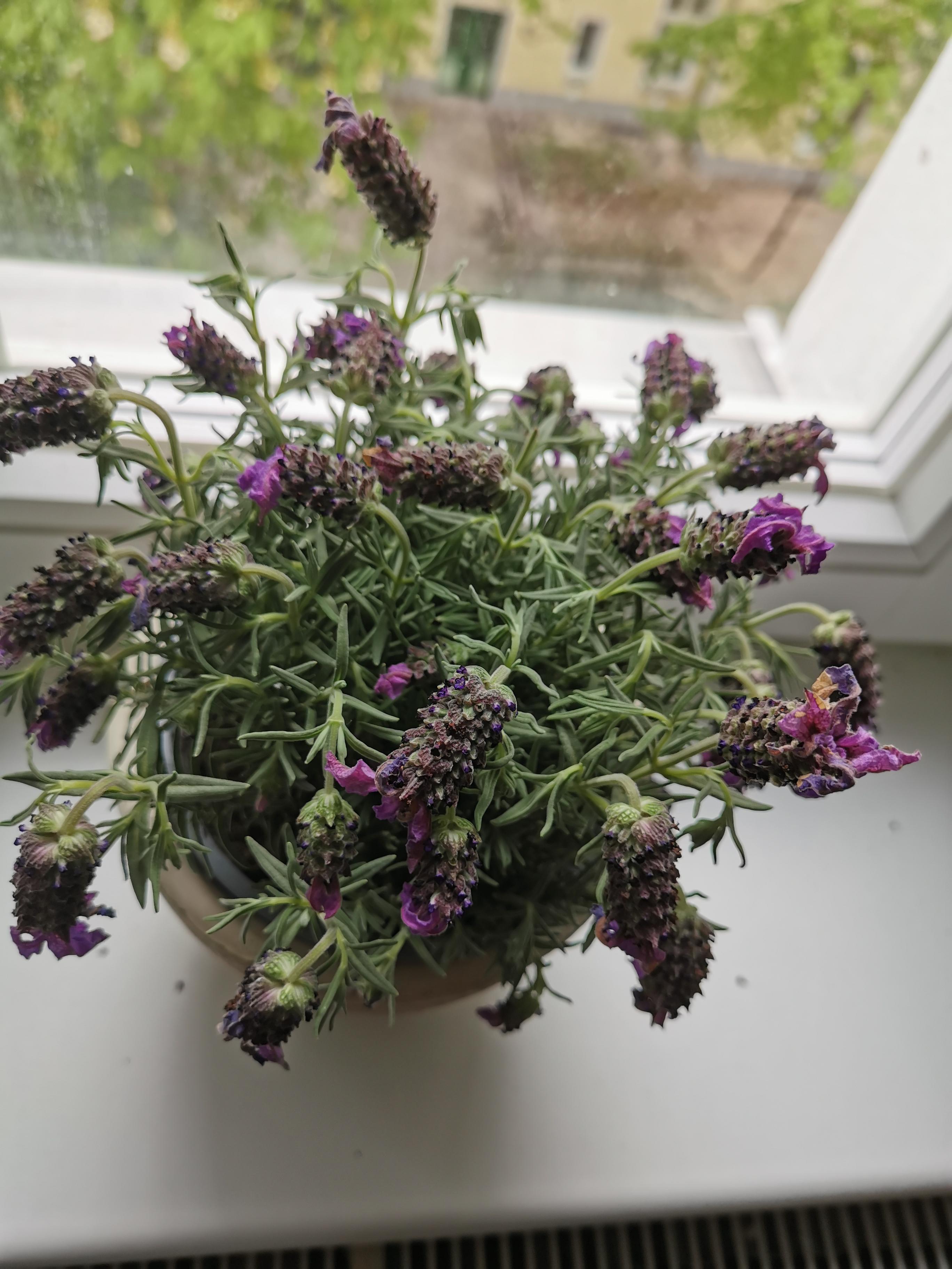 Lavendel lässt kopfhängen? (Garten, Zimmerpflanzen)