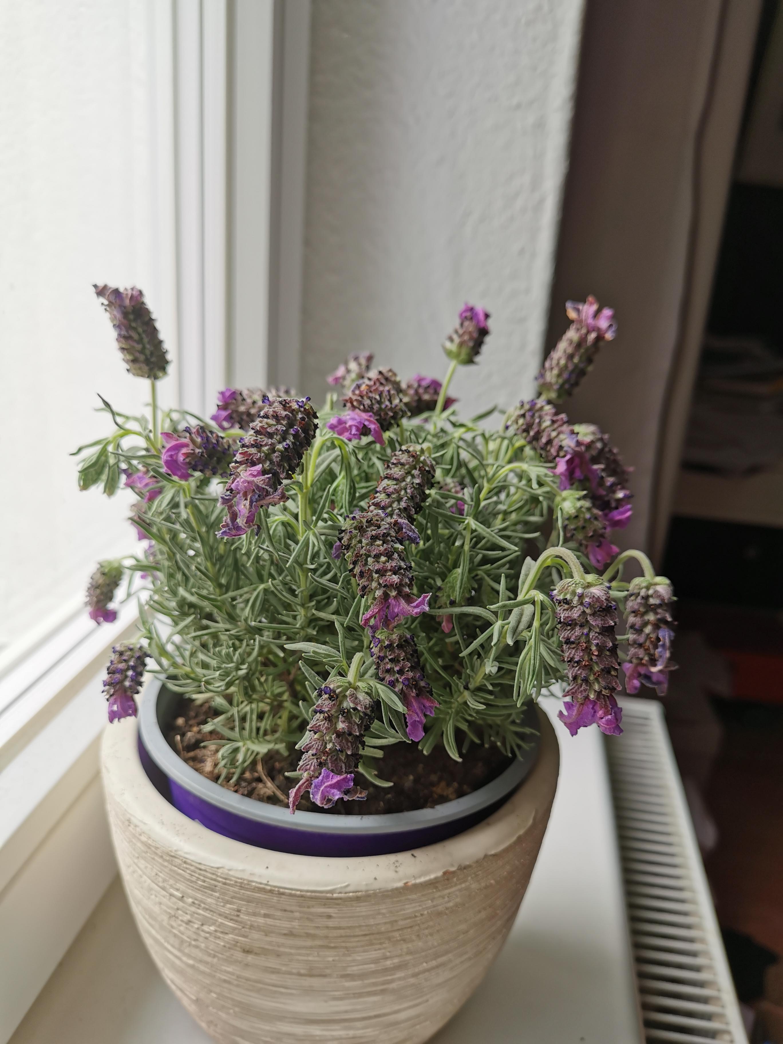 Lavendel lässt kopfhängen? (Garten, Zimmerpflanzen)
