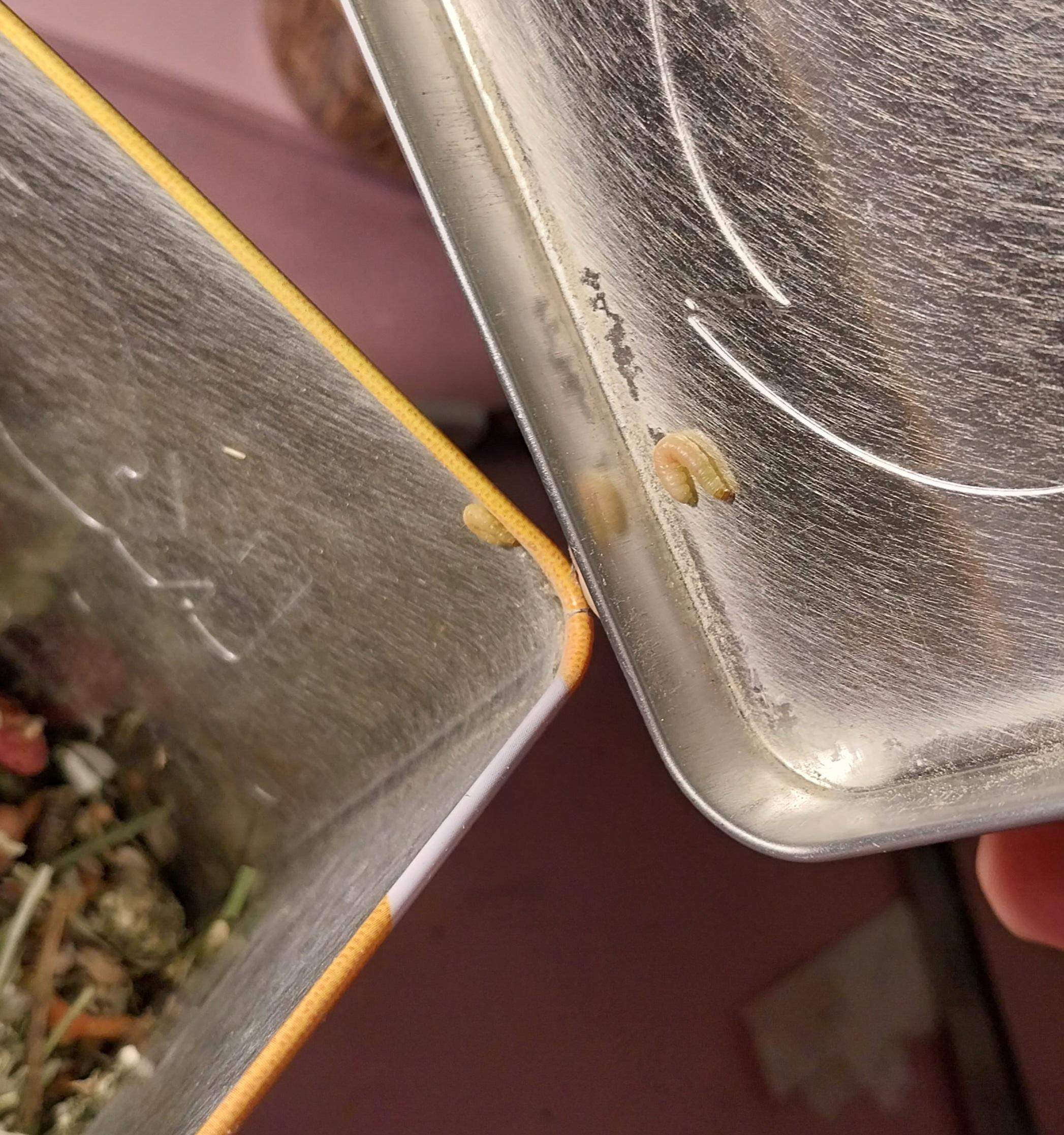 Lebende Maden im Hamsterfutter, Was tun? (Futter, Befall)