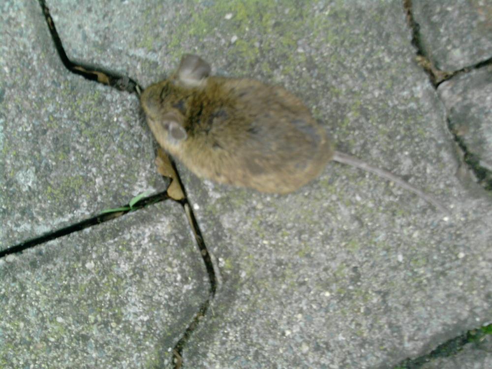 LEBENDE MAUS DIE SICH ABER NICHT BEWEGT!WAS SOLL ICH TUN?!?!?!?!? (Tiere)