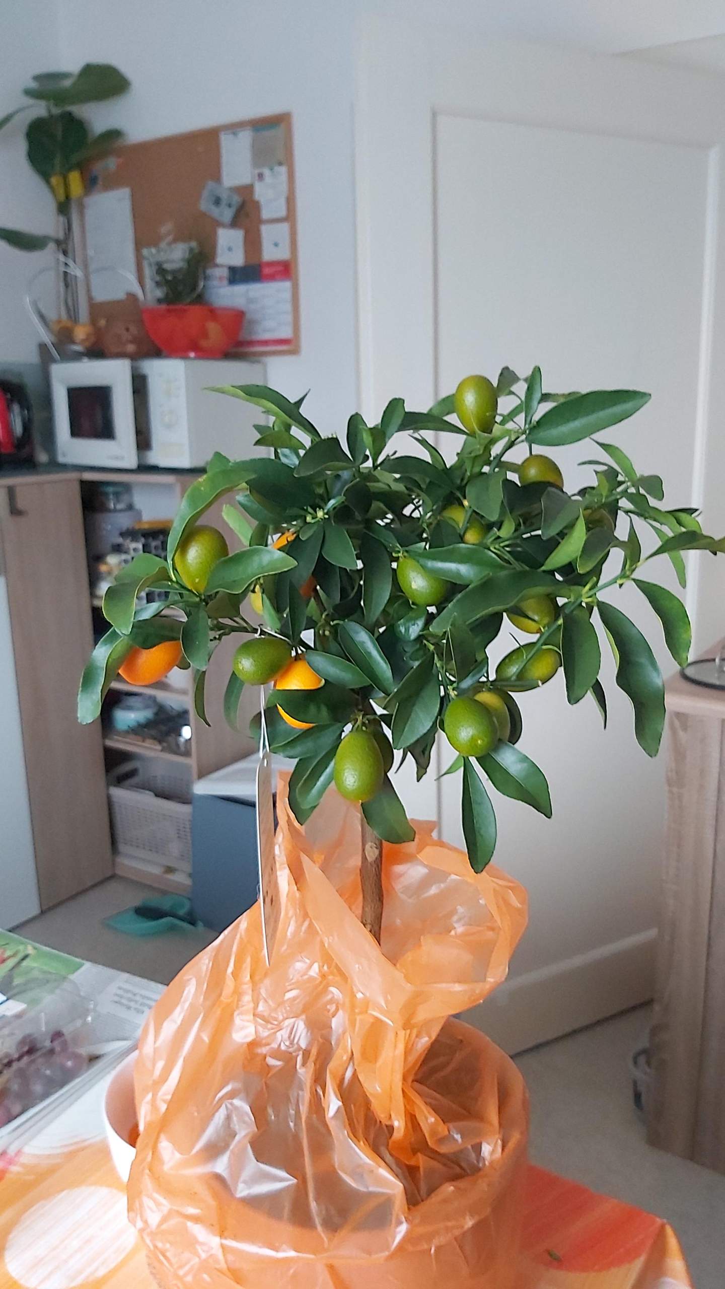 Lebt mein kumquat bäumchen noch? (Pflanzen, Obst, Baum)