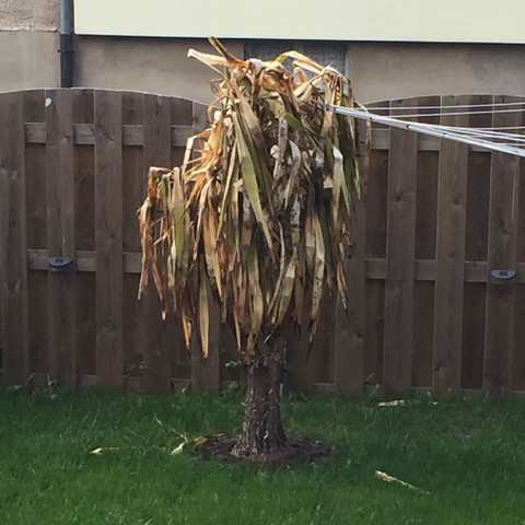 Lebt Meine Yucca Palme Noch Pflanzen Garten