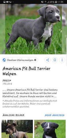 Lebt Noch Jemand Mit Einem Pitbull In Brandenburg Hund