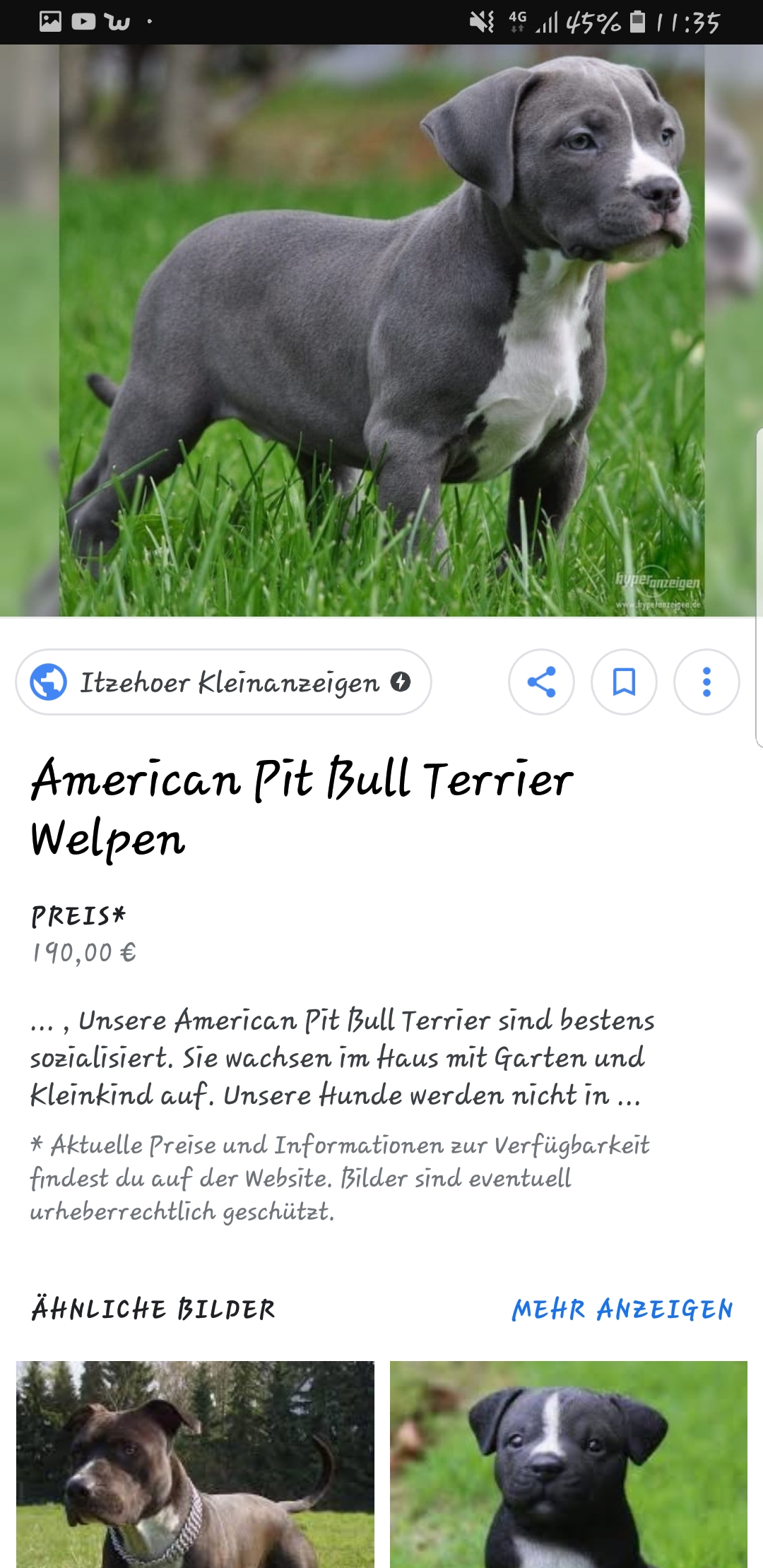 Lebt noch jemand mit einem pitbull in Brandenburg? (Hund)