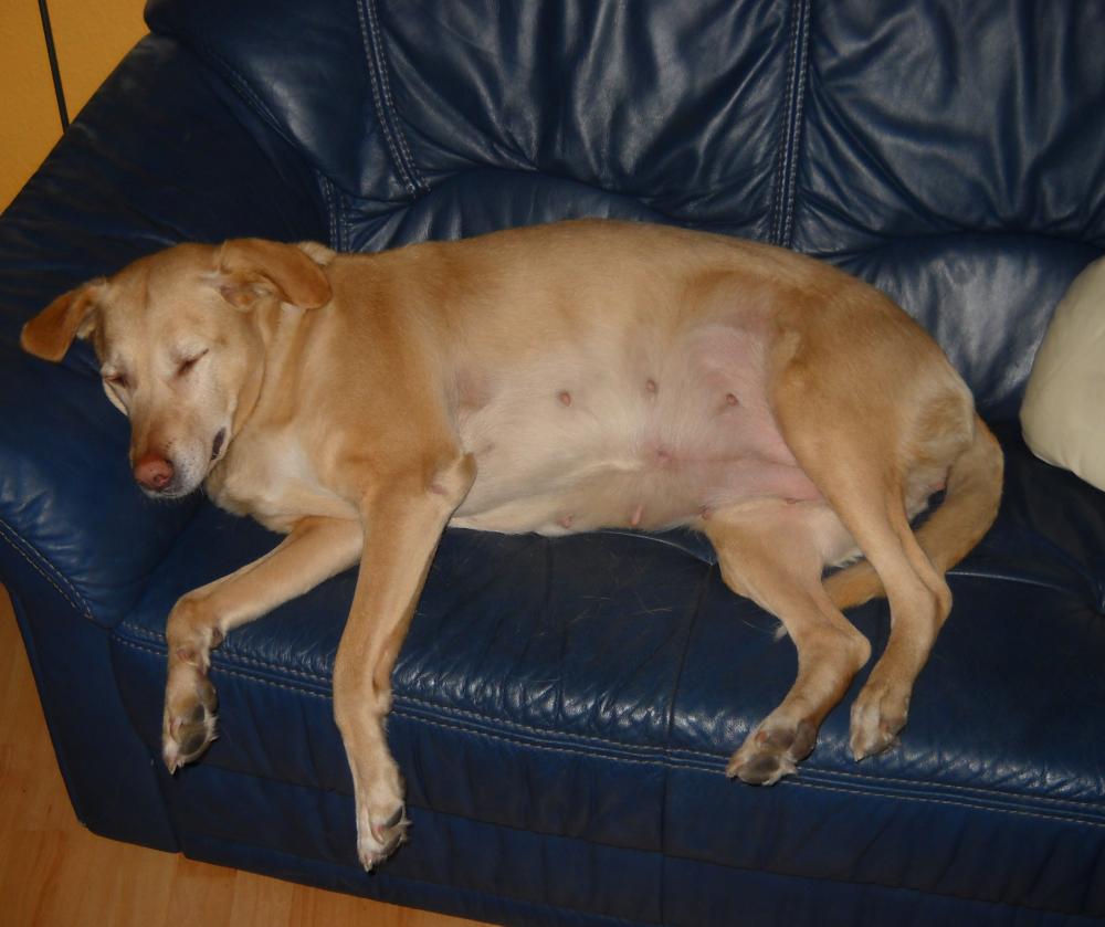 Leder-Garnitur umfärben! Möglich? (Möbel, Sofa, Restaurieren)