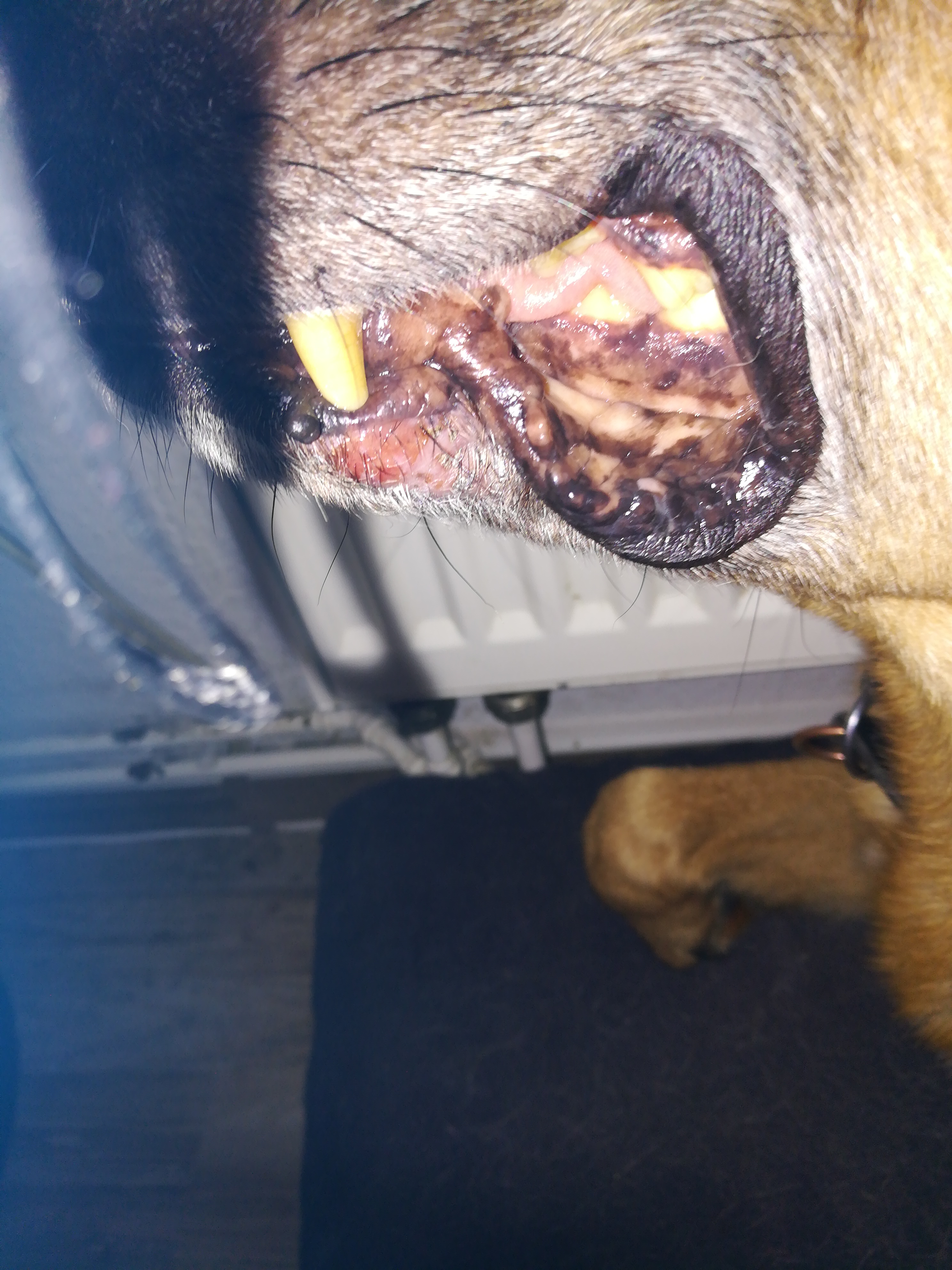 Lefzenekzem schon wieder da, was nun? (Gesundheit und Medizin, Hund