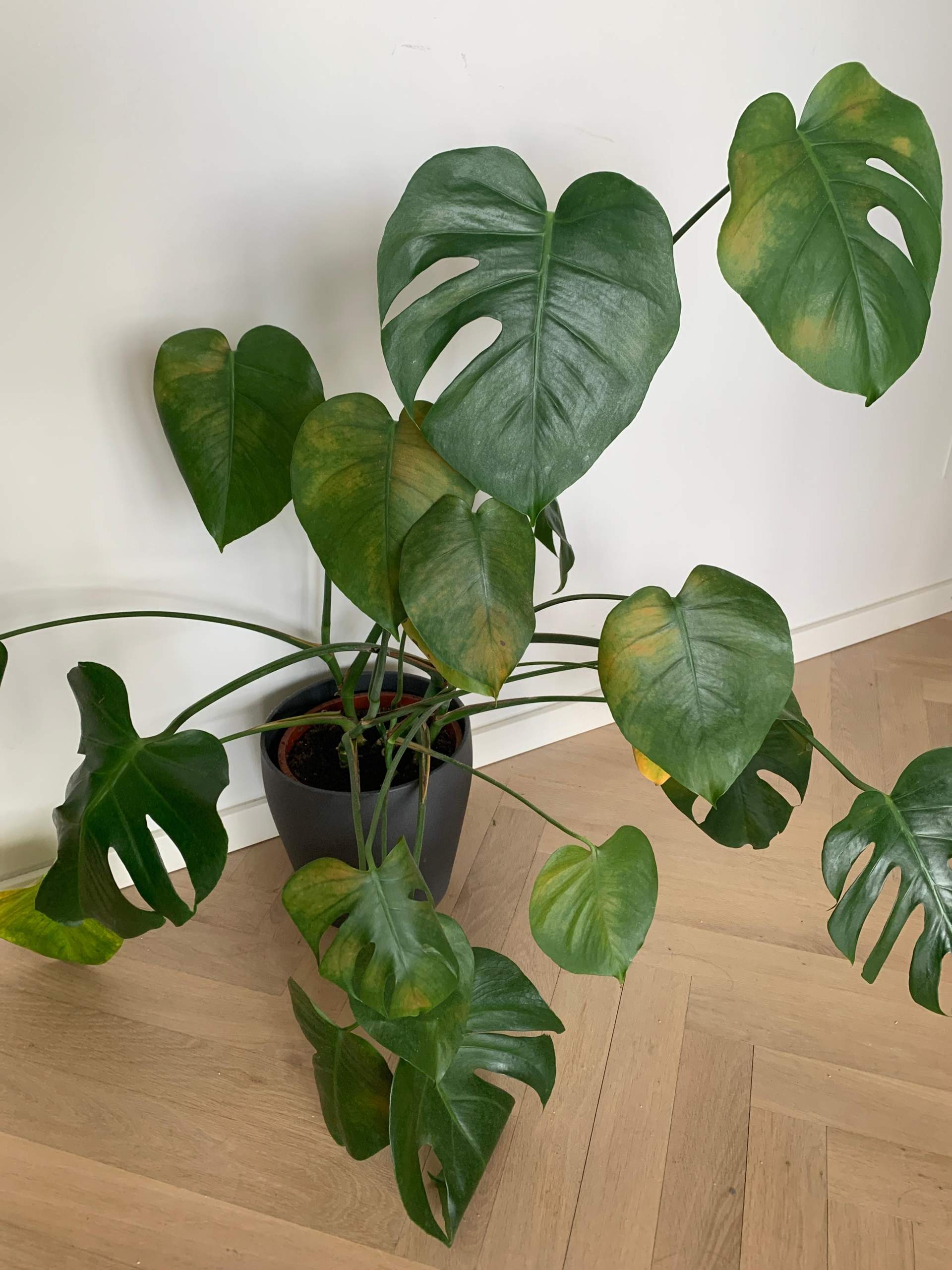 Monstera Pflege Gelbe Blatter