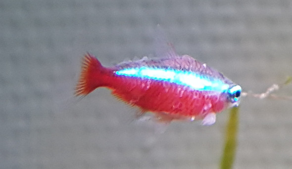 Roter Neon - (Fische, Aquarium, Aquaristik)