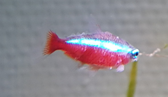 Leider sind in meinem 180l Becken einige rote Neons erkrankt. Sie haben