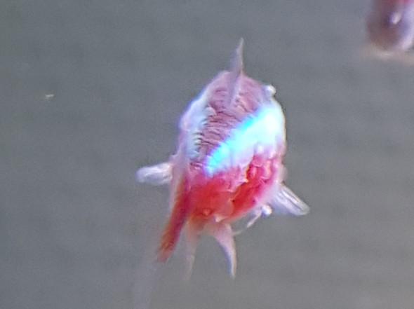 Roter Neon - (Fische, Aquarium, Aquaristik)