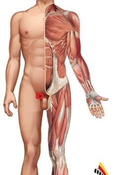 Leistenlymphknoten Geschwollen Gesundheit Medizin Krankheit Leistenlymphknoten Geschwollen Gesundheit Medizin Krankheit