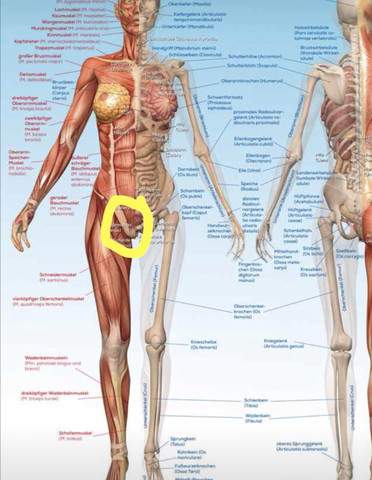 Leistenprellung Schambein Was Habe Ich Gesundheit Und Medizin Korper Schmerzen Leistenprellung Schambein Was Habe Ich Gesundheit Und Medizin Korper Schmerzen