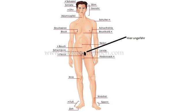Leistenschmerzen Oder Doch Was Anderes Sport Schmerzen Muskeln Leistenschmerzen Oder Doch Was Anderes Sport Schmerzen Muskeln