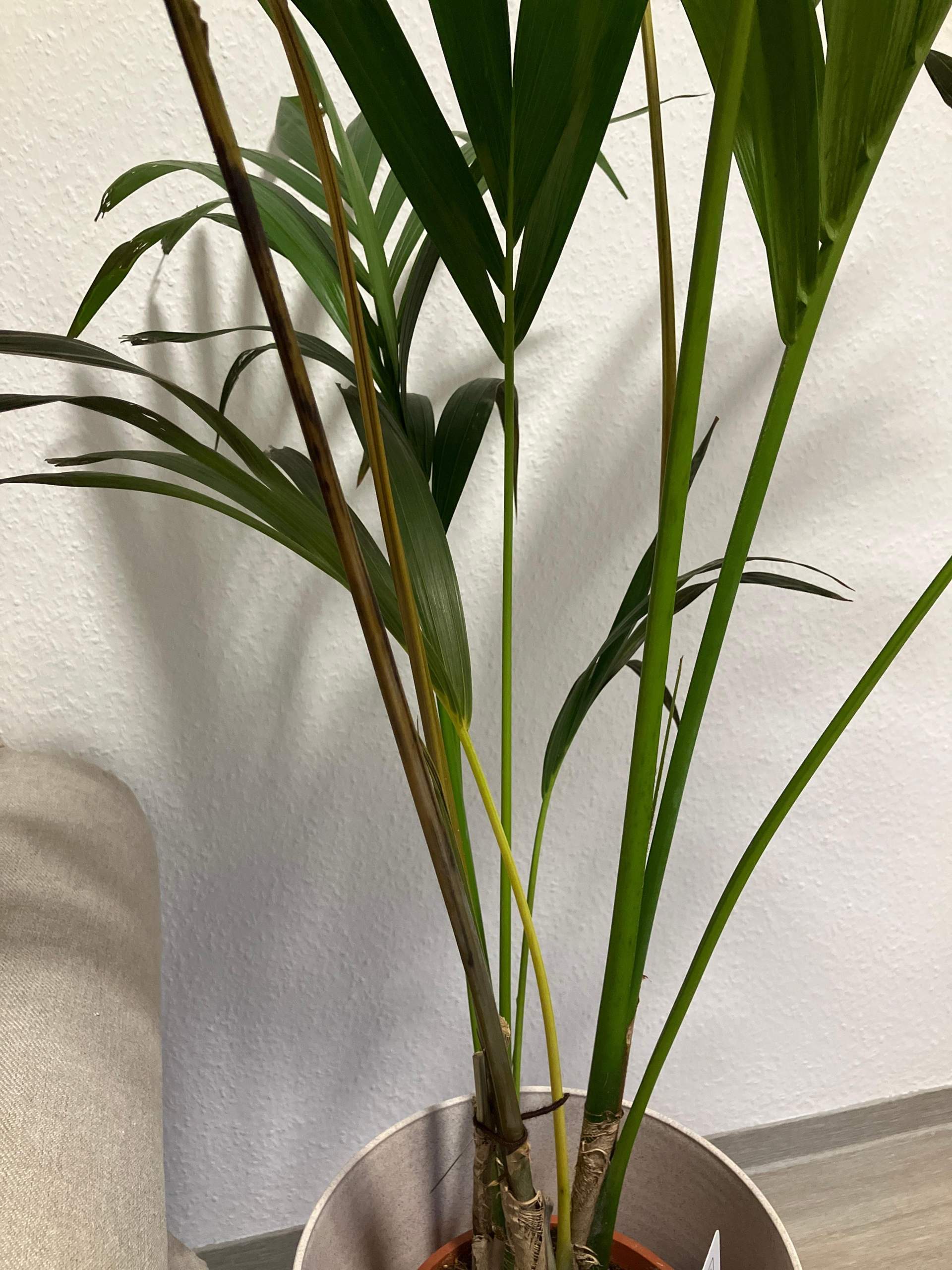 Kentia Palme Braune Spitzen