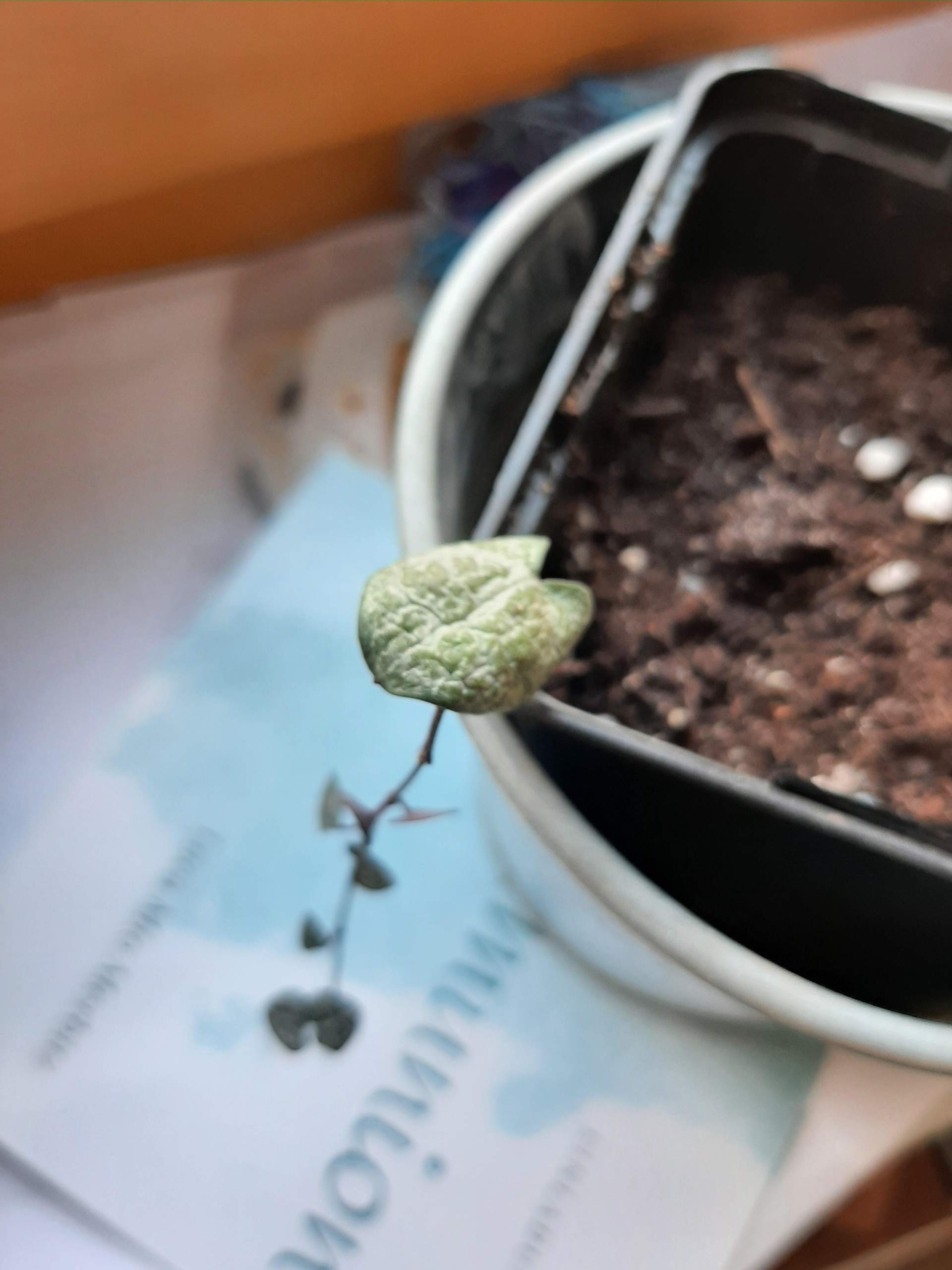 Leuchterblume hat schrumplige Blätter. Habe ich zu viel gegossen