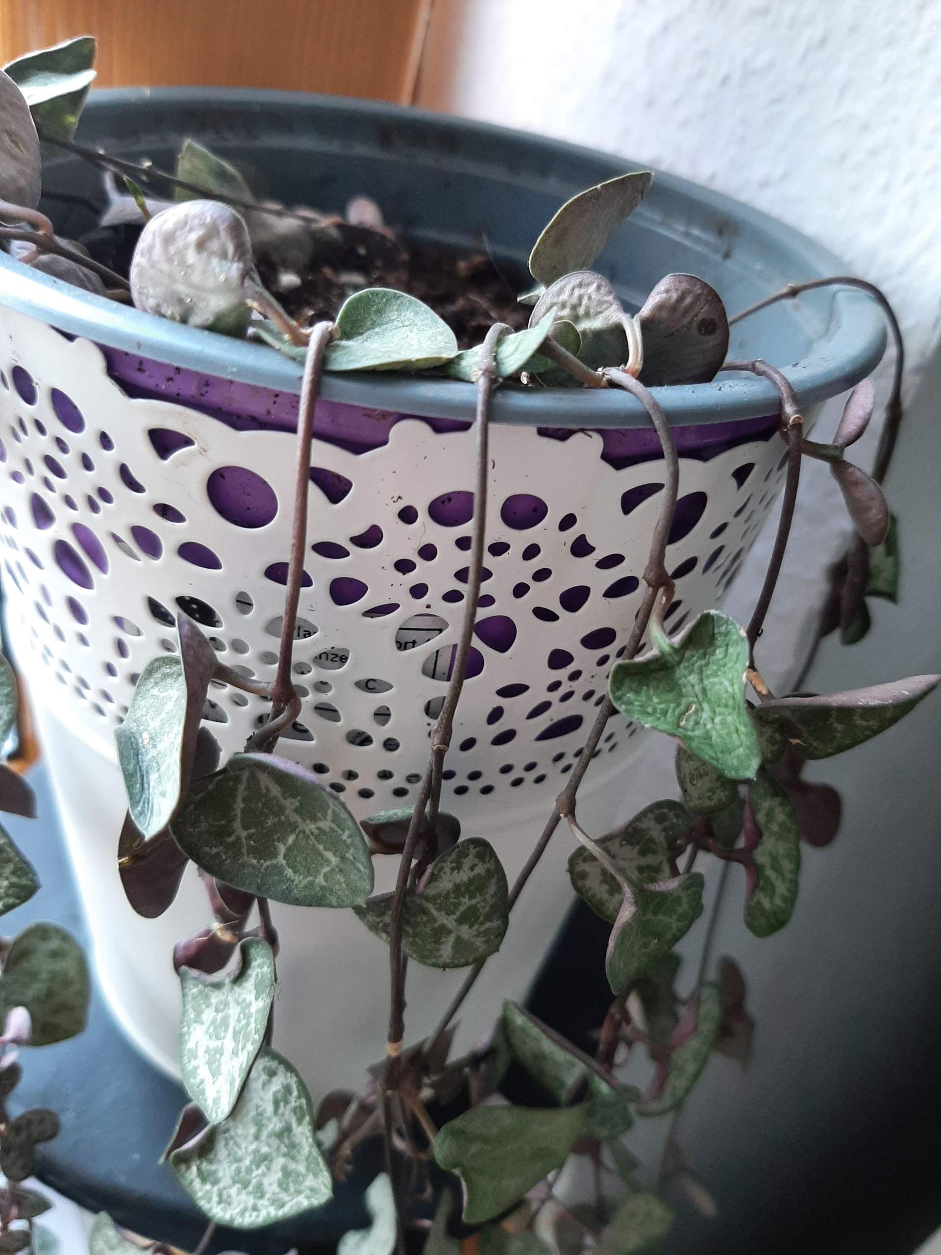 Leuchterblume hat schrumplige Blätter. Habe ich zu viel gegossen