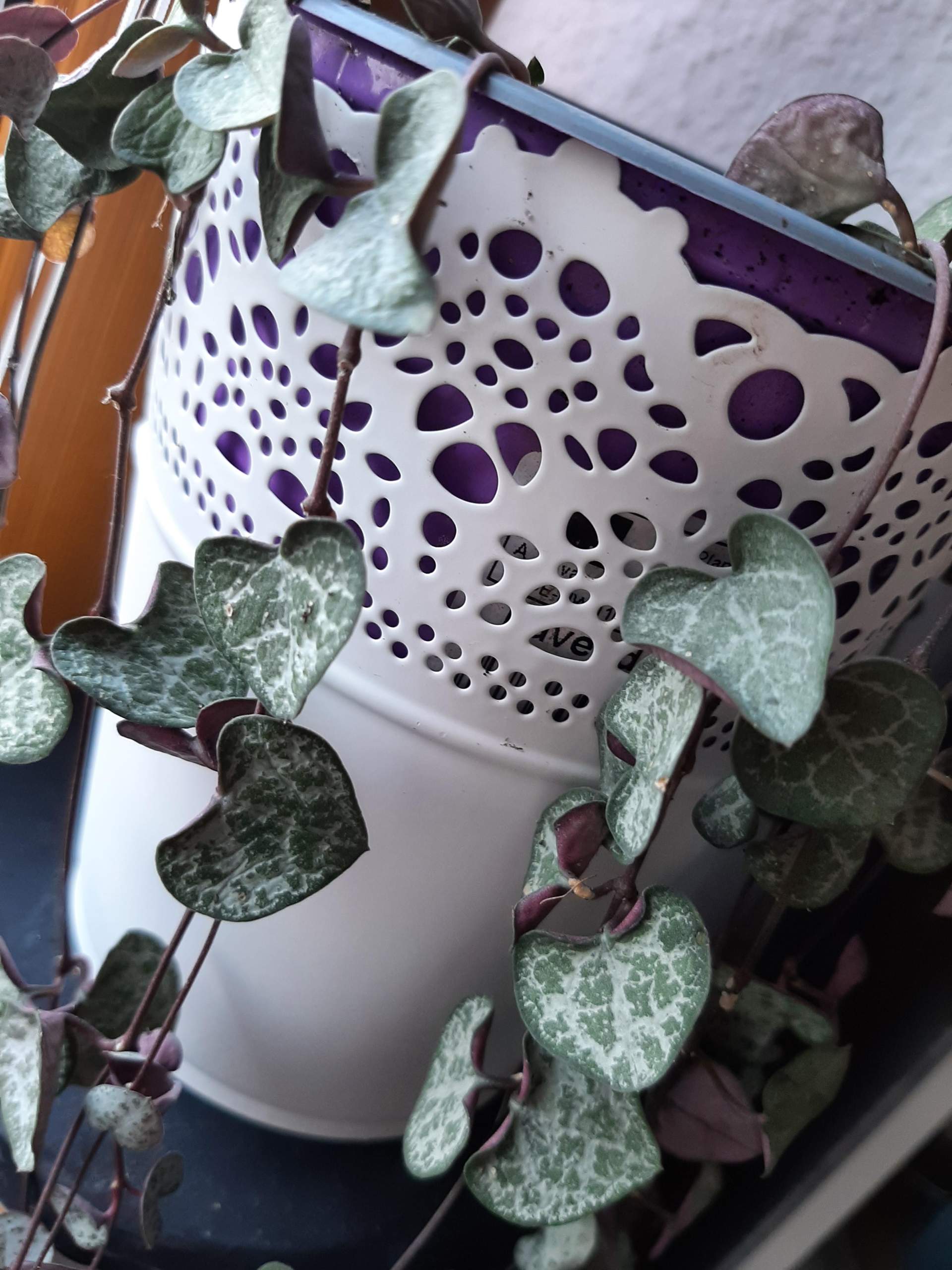 Leuchterblume hat schrumplige Blätter. Habe ich zu viel gegossen