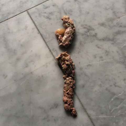 Leute Ist Das Wirklich Katzenkotze Katze