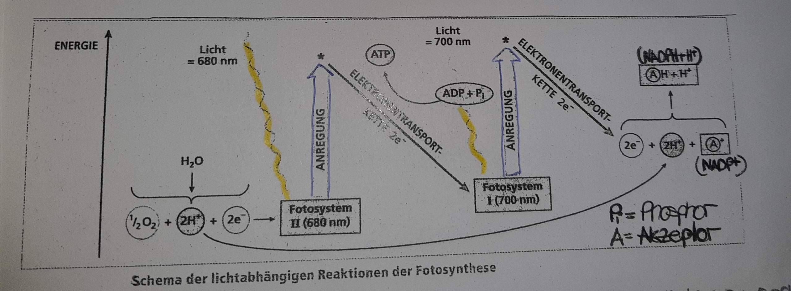 Lichtabhängige Reaktion Der Photosynthese