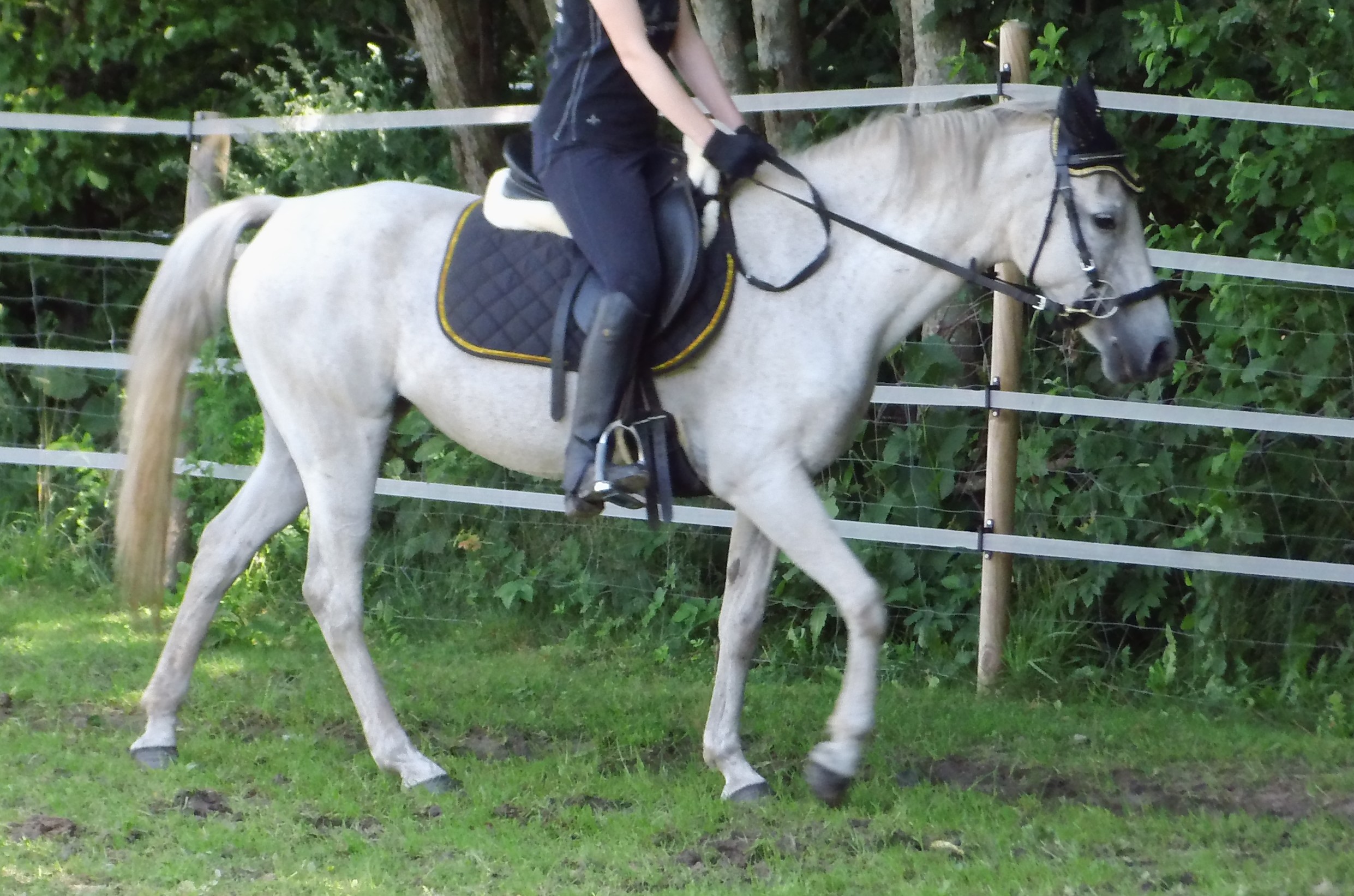 Liegt der Sattel zu weit vorne auf der Schulter? (Pferde, Reiten, Reitsport)