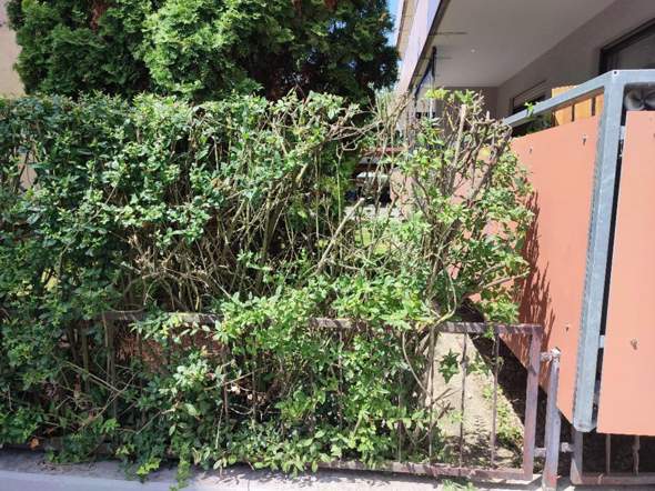 neem tree plants Neem Tree