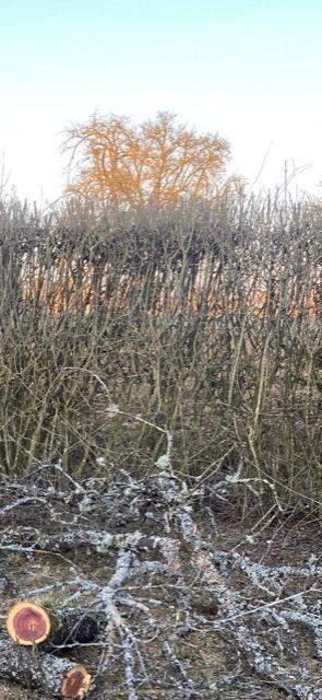 Liguster Hecke komplett zurck schneiden? (Garten, Heckenschnitt)