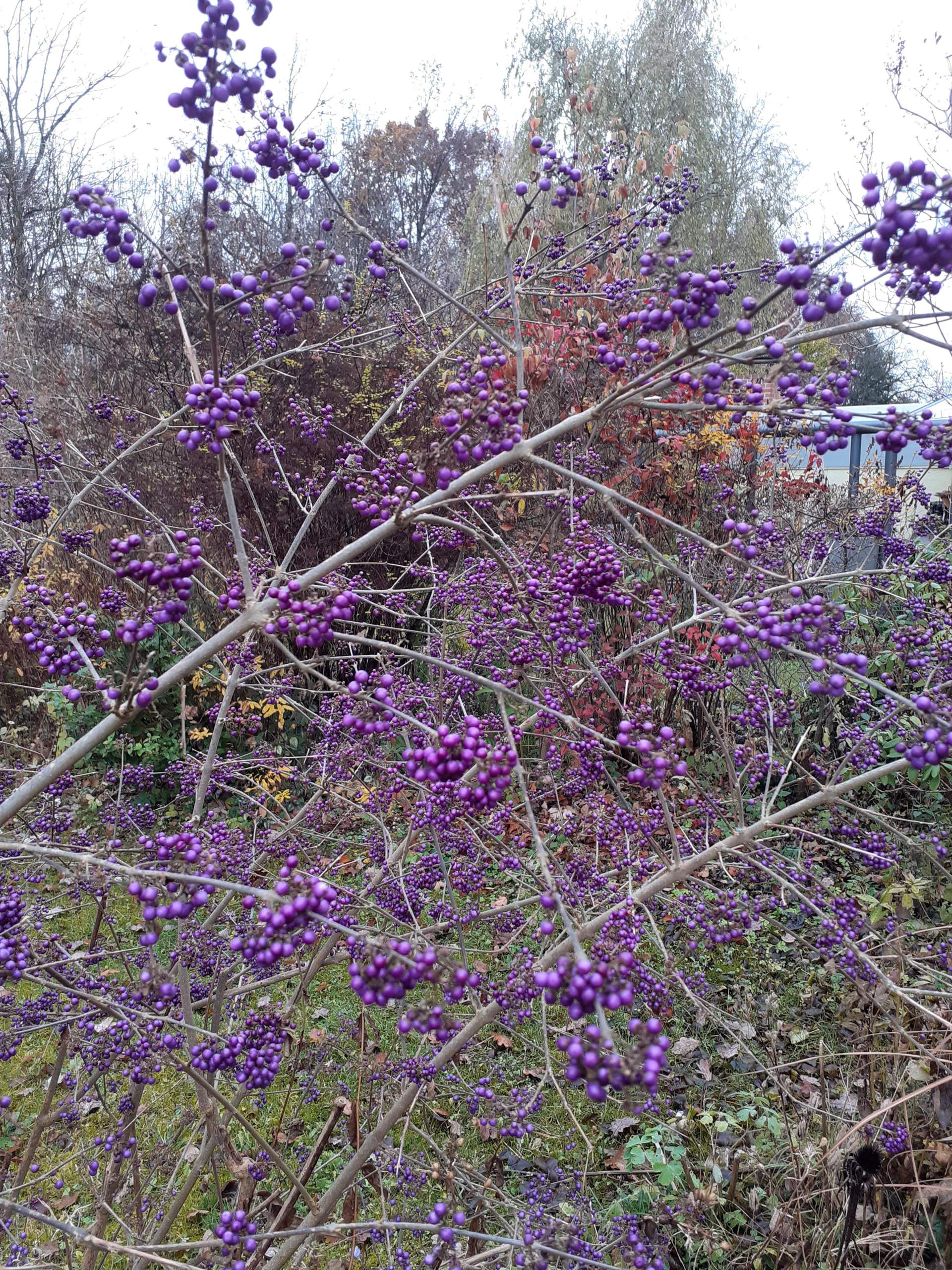 Lila bush/Strauch? (Biologie, Pflanzen, Garten)