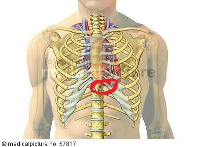 Brustkorb - (Medizin, Anatomie)
