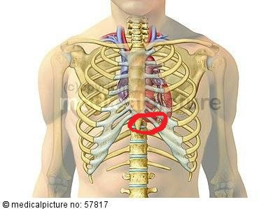 Links Neben Dem Dreieck Auf Der Brust Nach Aussen Stehend Warum Medizin Anatomie Links Neben Dem Dreieck Auf Der Brust Nach Aussen Stehend Warum Medizin Anatomie