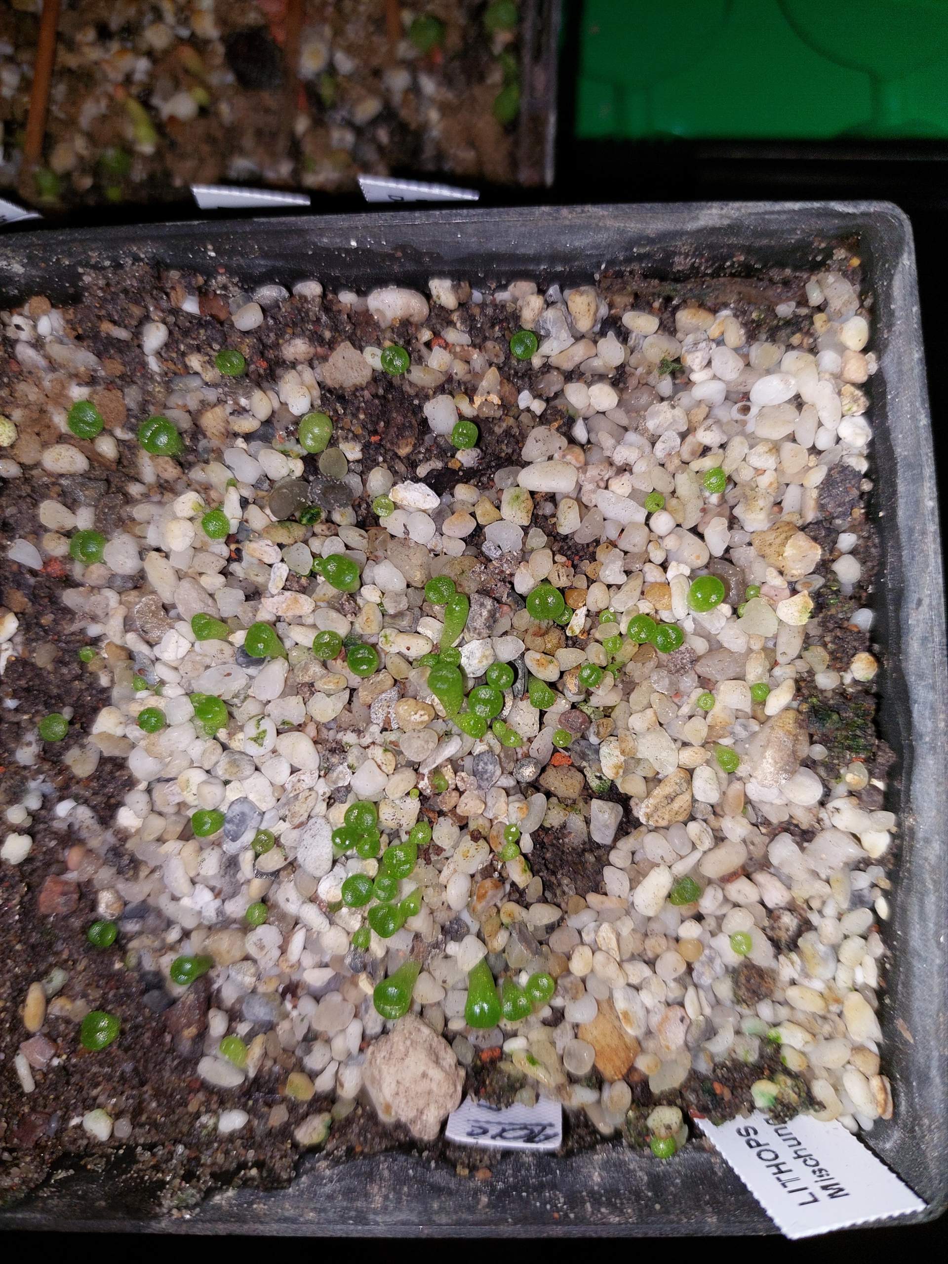 Wie Lange Dauert Es Bis Ein Birnbaum Früchte Trägt Lithops wie lange dauert es bis ein muster zu sehn ist? (Botanik)