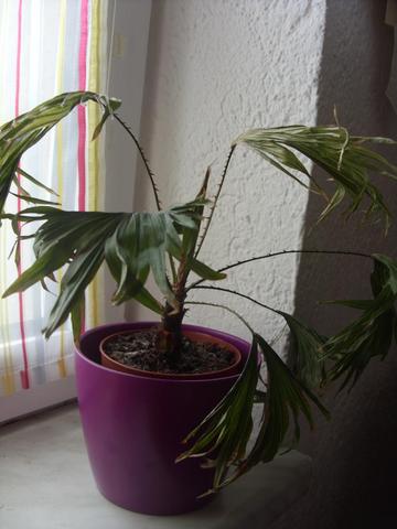 Die Livistona rotundifolia - (Pflanzen, Pflanzenpflege, Palme)